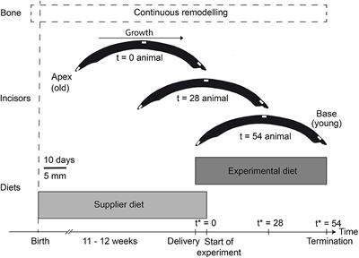 Strontium Uptake and Intra-Population 87Sr/86Sr Variability of Bones and Teeth—Controlled Feeding Experiments With Rodents (Rattus norvegicus, Cavia porcellus)
